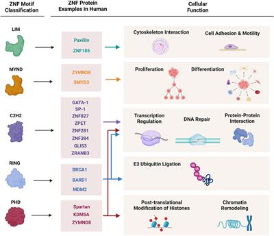 Zinc finger proteins: guardians of genome stability